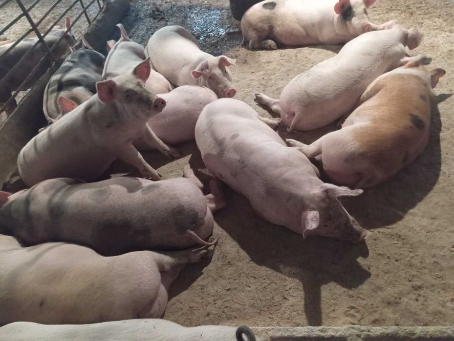 Свині живою вагою