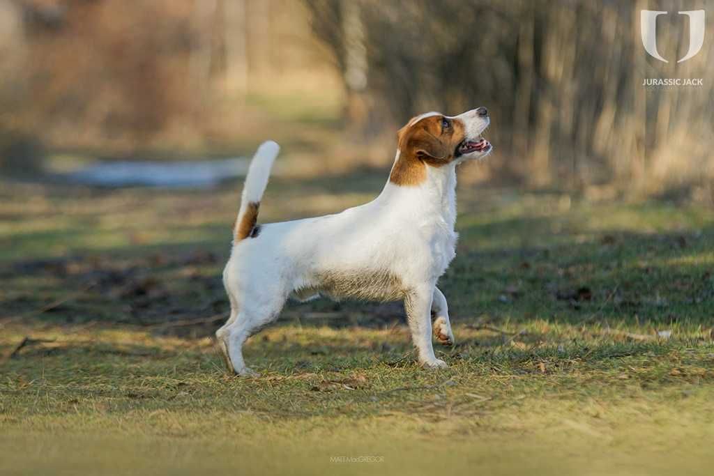 Reproduktor Jack Russell Terrier ZKwP gładkowłosy CH.PL KOMILFO HIT MY