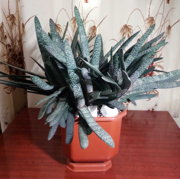 Гастерия бородавчатая (Gasteria verrucosa)