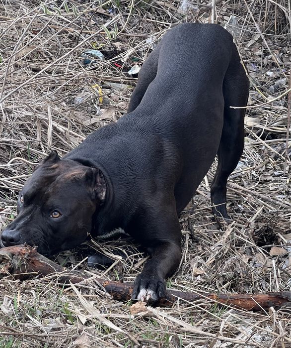 Вязка Питбуль