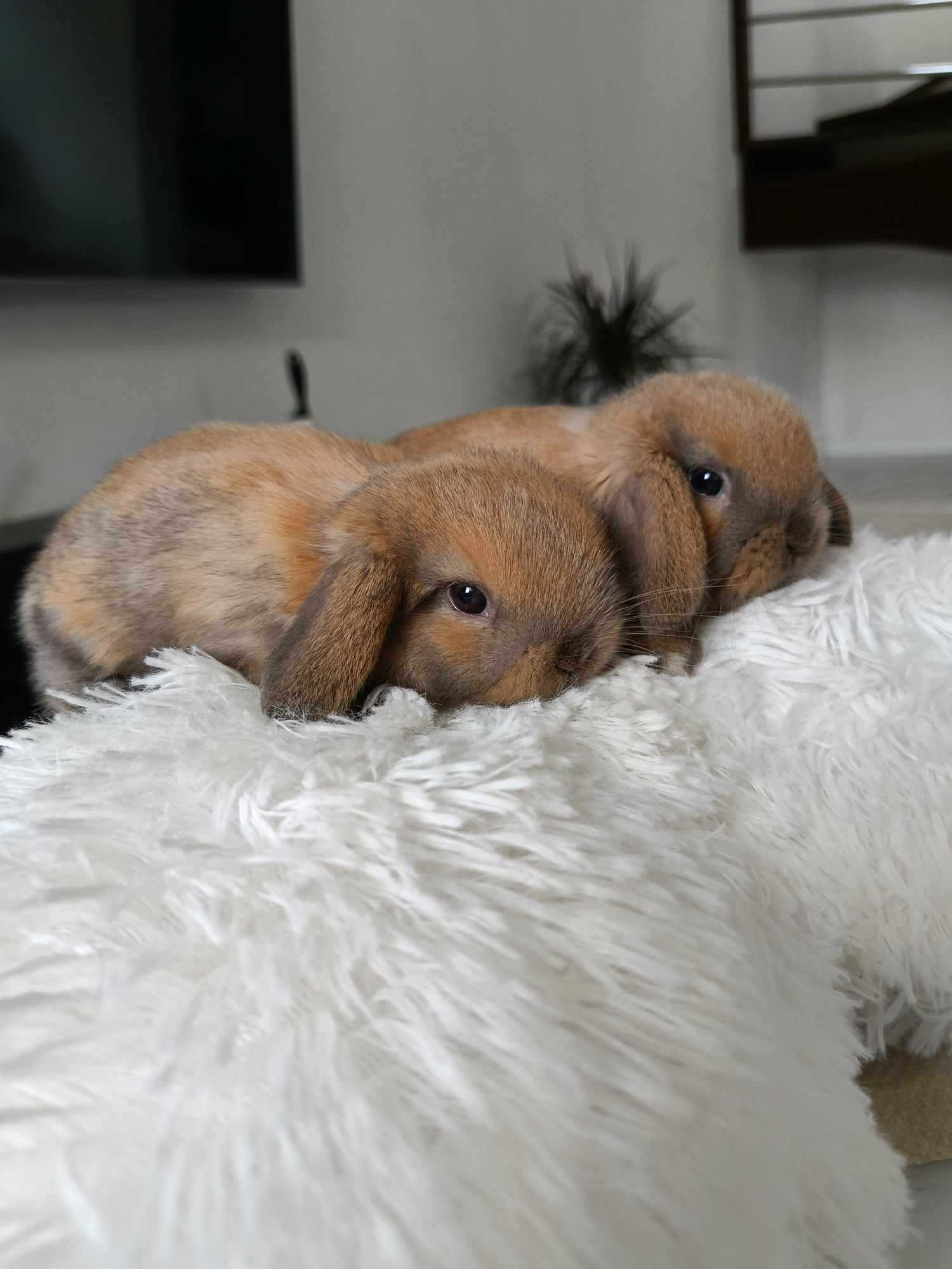 Mini lop karzełek Teddy hodowla zarejestrowana