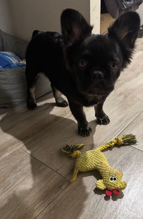 флаффі французький бульдог