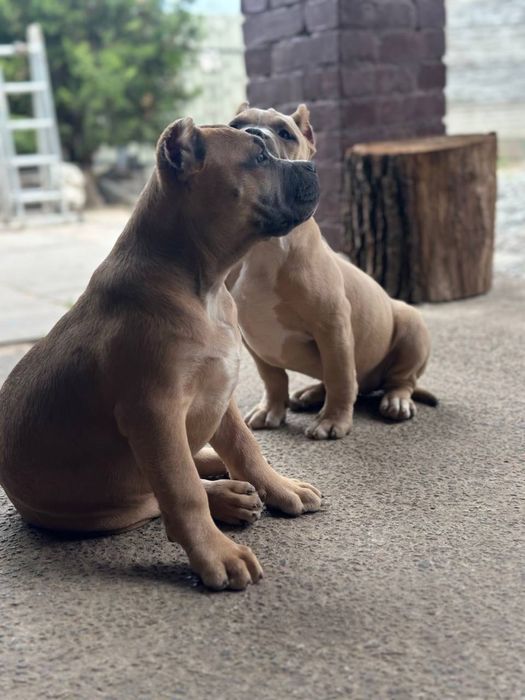 Американский булли