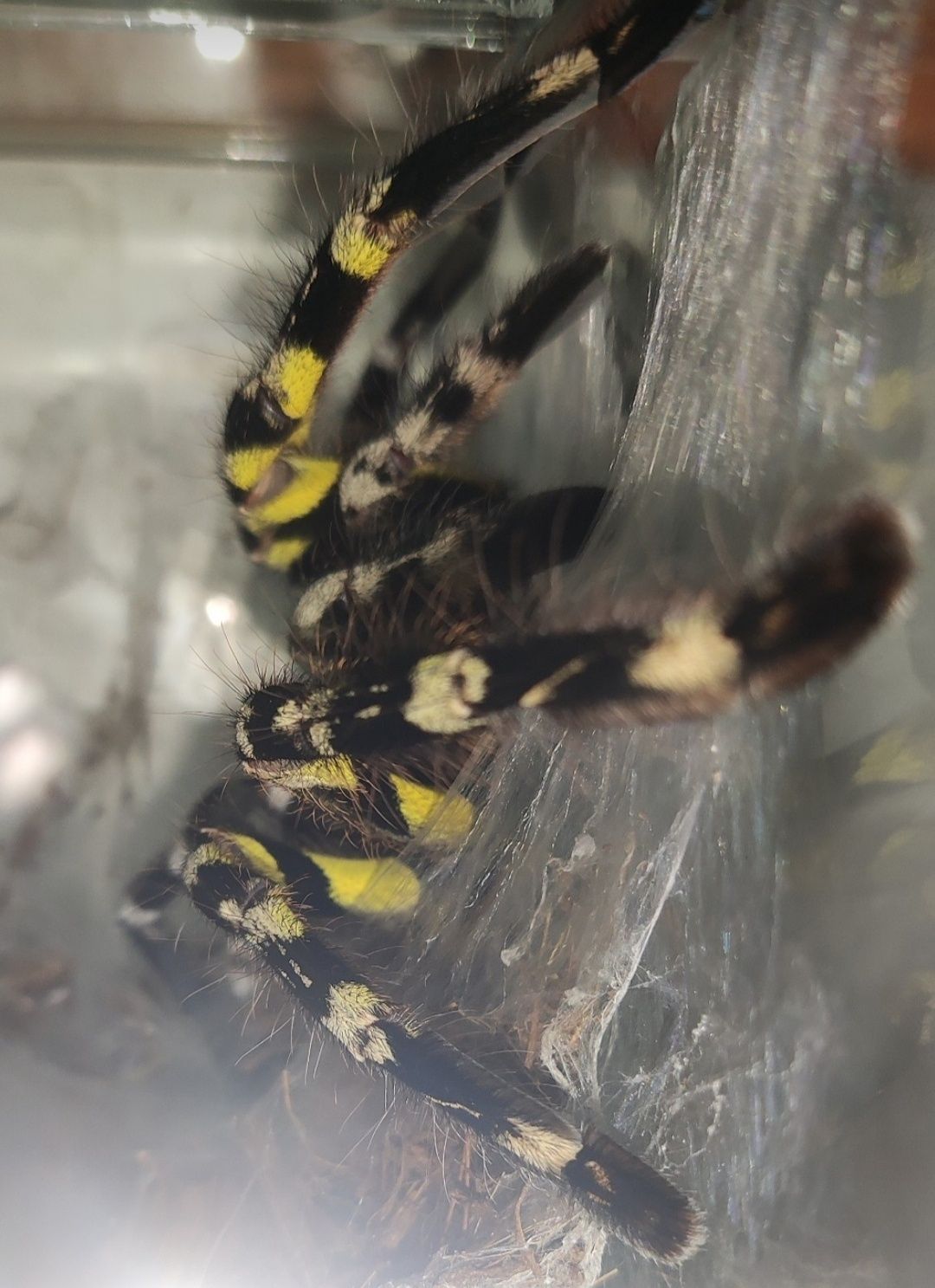 Poecilotheria regalis/Ptasznik królewski. Dorosła duża samica.