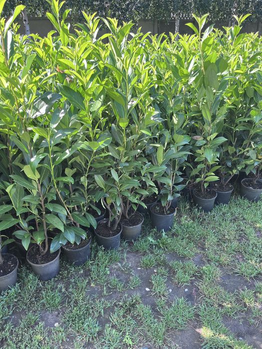 Laurowisnia zimozielona mrozodoprona caucasica 70-100 cm