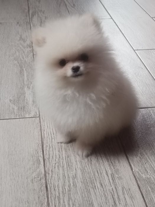 Pomeranian piesek