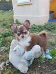 Najpiękniejszy piesek chihuahua.