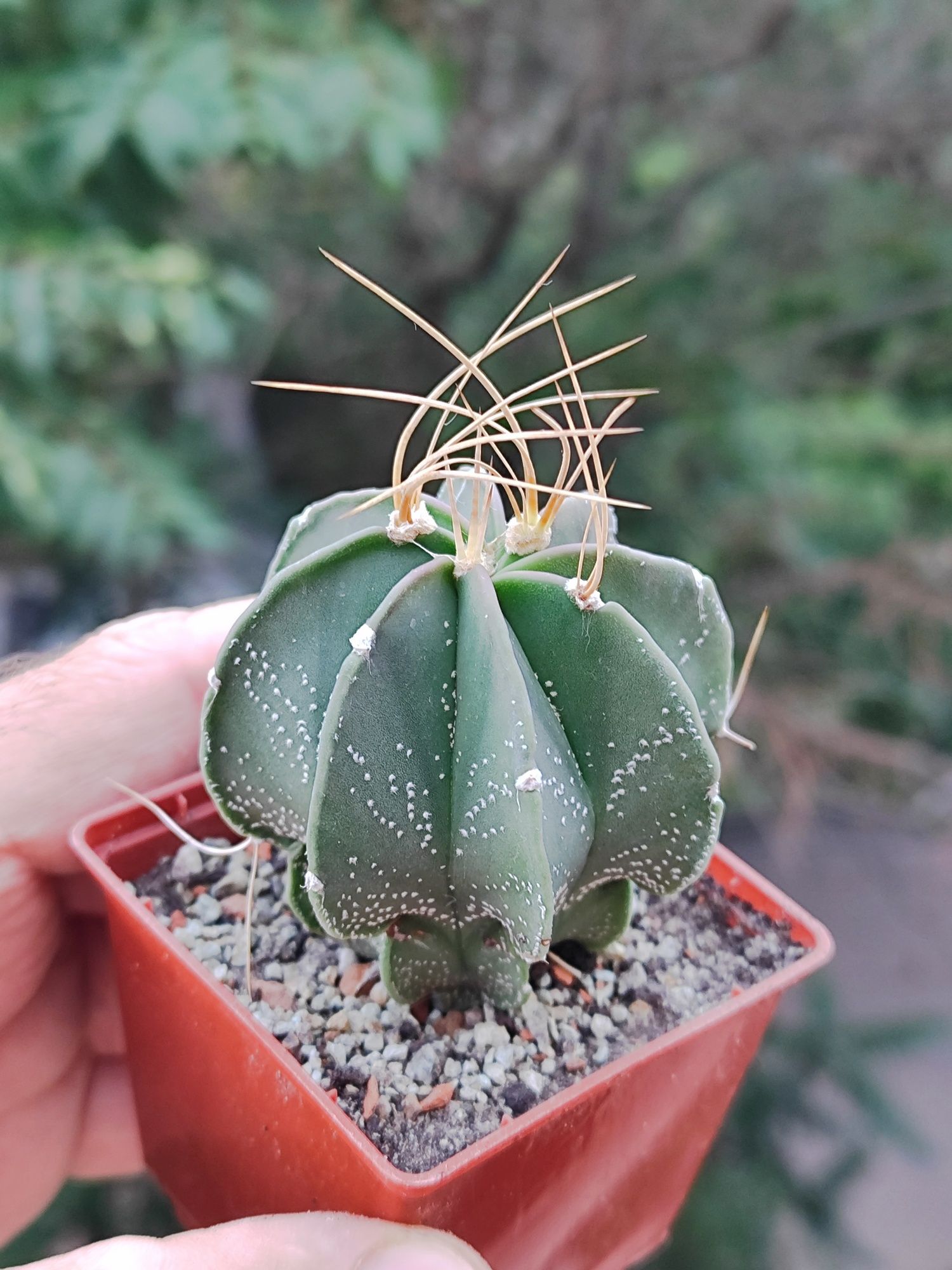 65гр. Astrophytum, Melocactus.