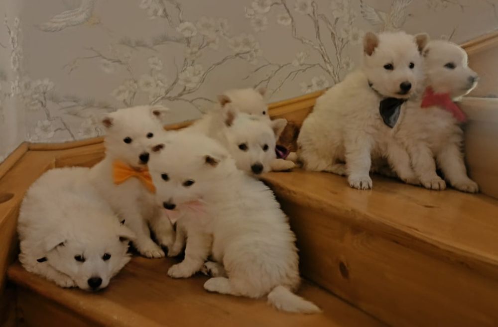 Biały owczarek szwajcarski szczeniak