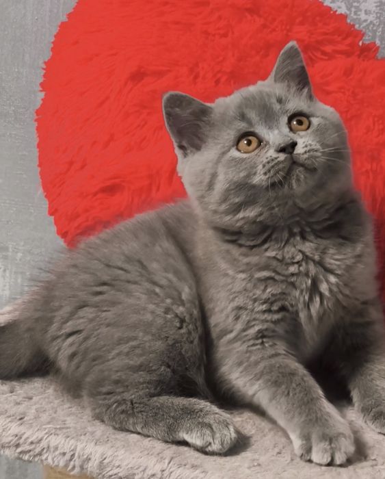 Кошенята шотландські дівчинка