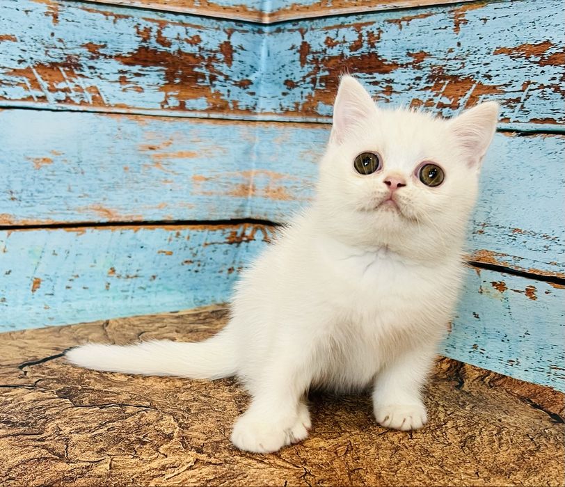 Біла кіше шотландської