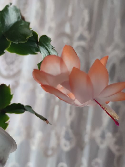 Продам рождественик, шлюмбергера, сигменти. Є деякі вкорінені.