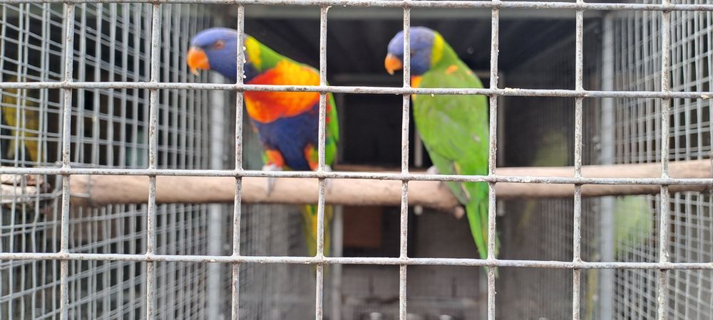 Casal Loris molucanos