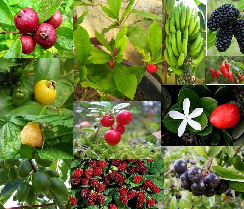 Arvores de Frutos (Tropicais, Sub-tropicais, Raras e de Coleçao