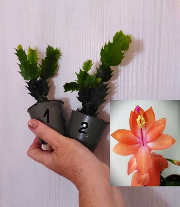 шлюмбергера оранжевая розовая желтая рождественник декабрист