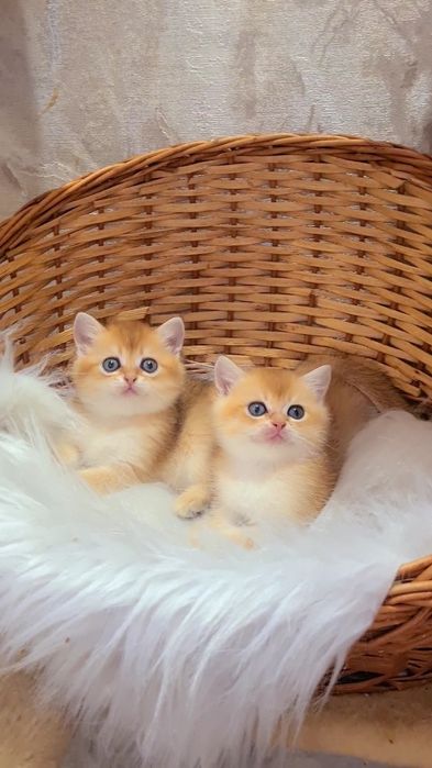 Шотландскся золотая шиншилла