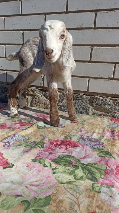 Англонубійський кізки