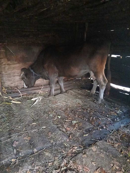 Корова, карпатська бура, 10 років