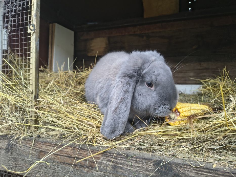 Samiec baran francuski