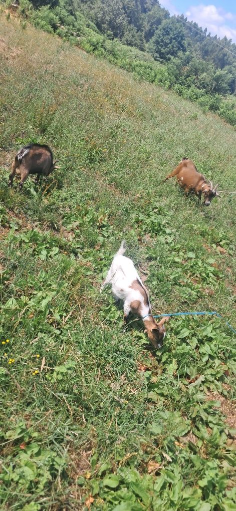 Vendo casal de cabras microanas