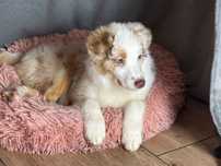 Owczarek australijski Aussie red merle niebieskie oczy