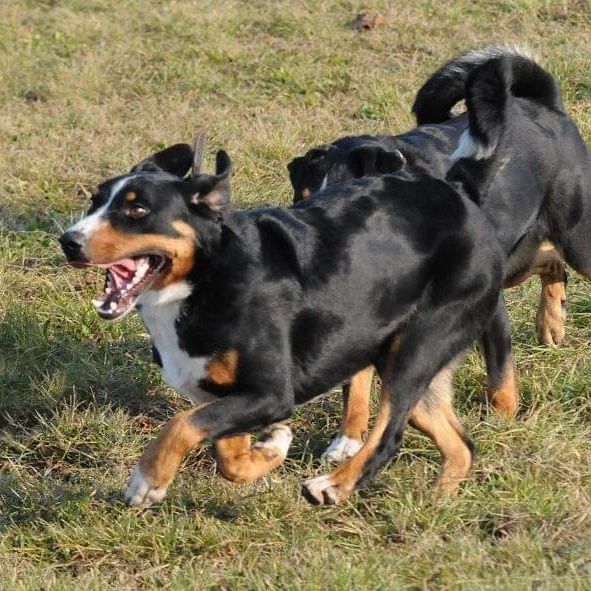 Appenzeller Sennenchund