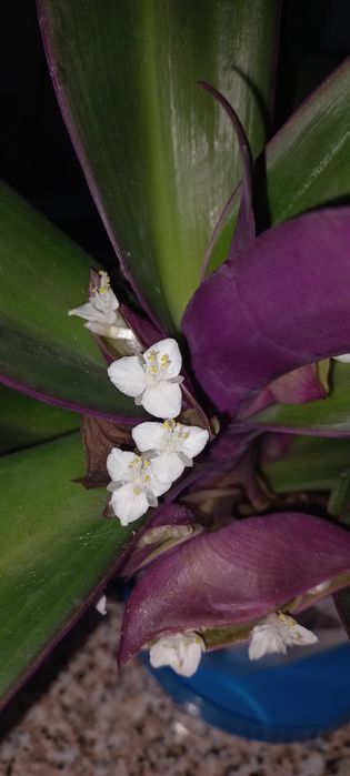 Традесканція покривальчата з білими квітами