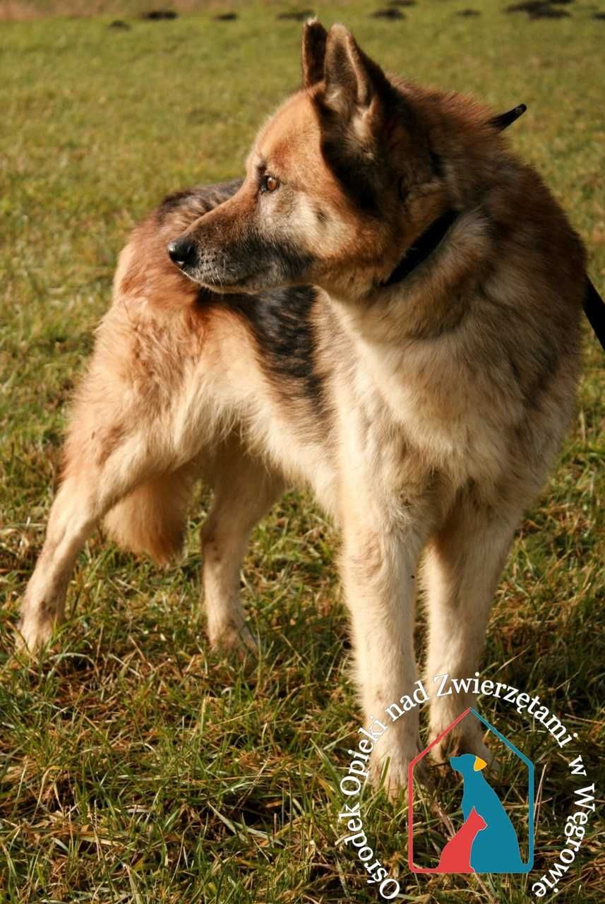 PIĘKNY seniorek w typie owczarka - MĄDRY, ODDANY, spokojny - uratuj