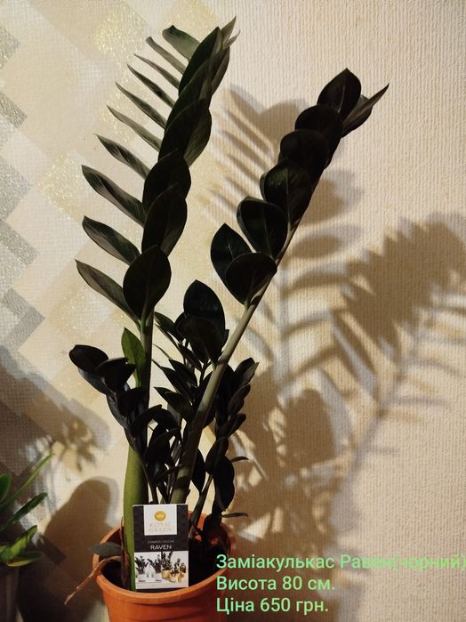 Драцена.Кротони маммі.Фіалка.Стреліция Регіна.Замік Равен.Спатік даймо