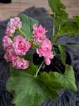 Pelargonia kolekcjonerska Australian pink