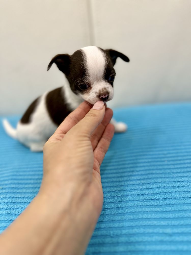Chichuahua super mini