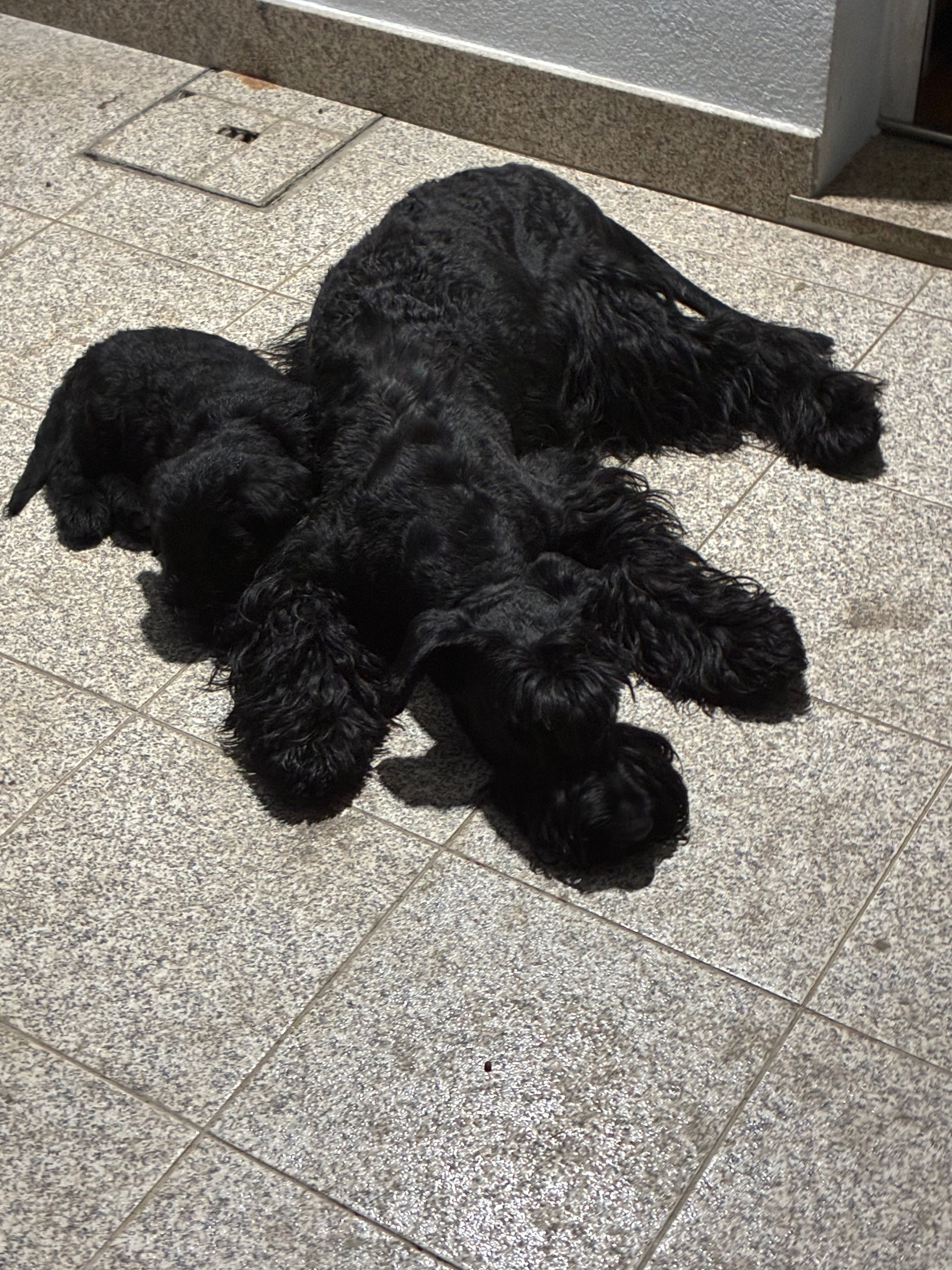 Schnauzer gigante macho com LOP