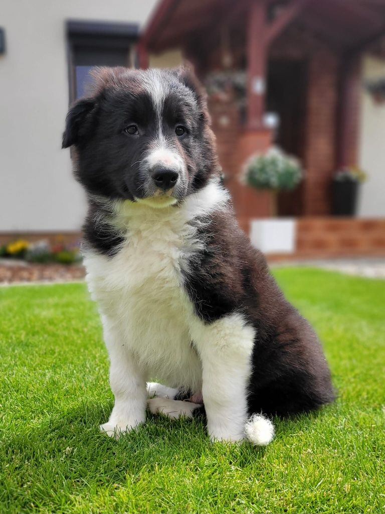 Border Colie piesek