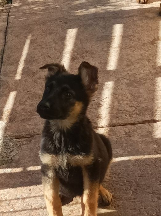 Pastor alemão pêlo curto