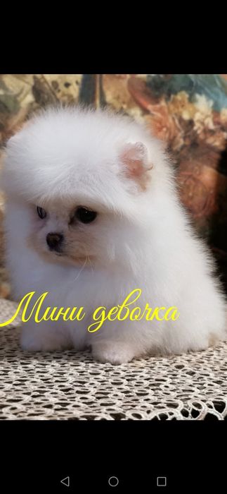 Мальчик и девочка крем Померанские мишки.