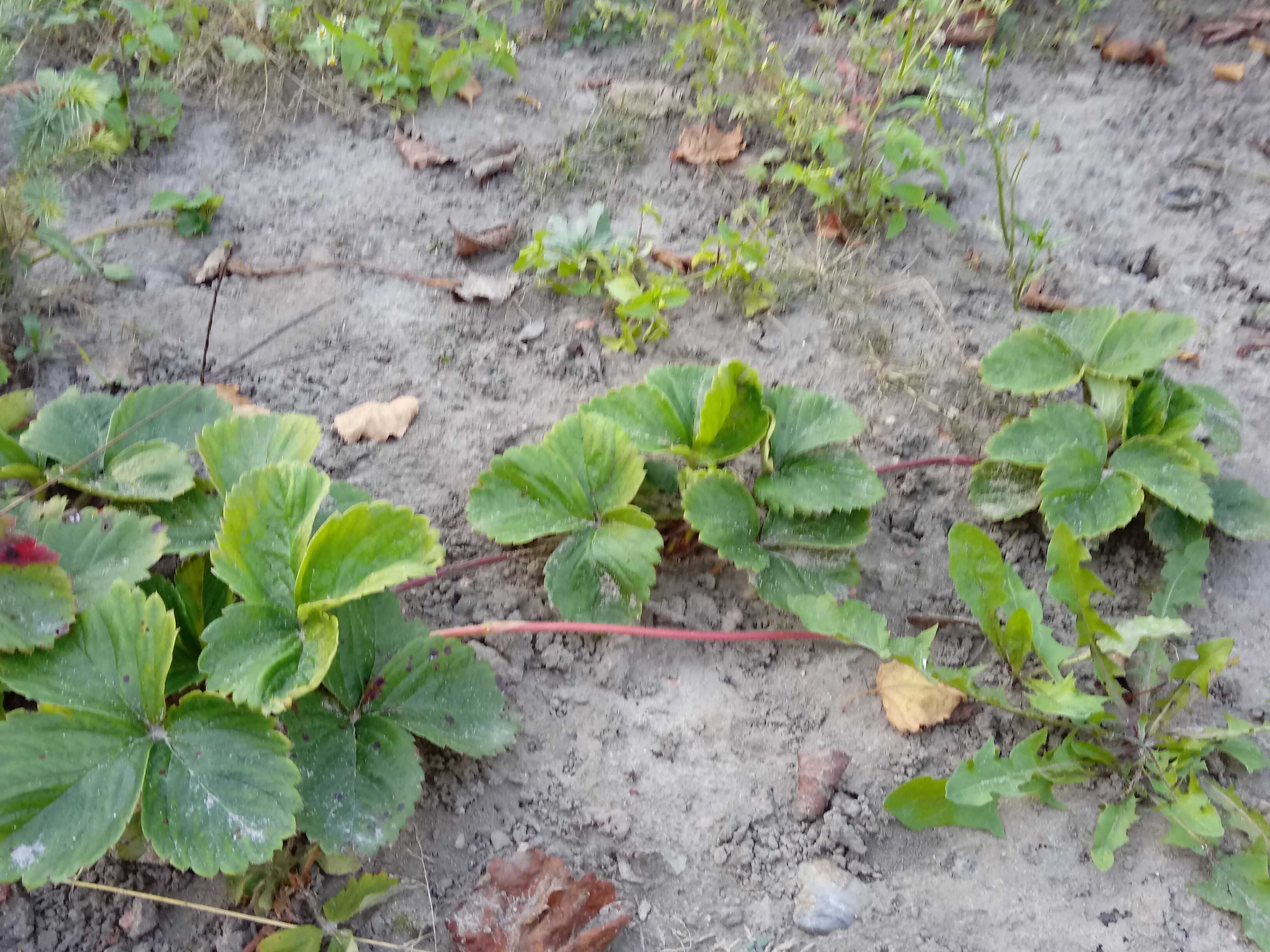 sadzonki truskawki Elkat, Dukat, Elsanta i Ariadna