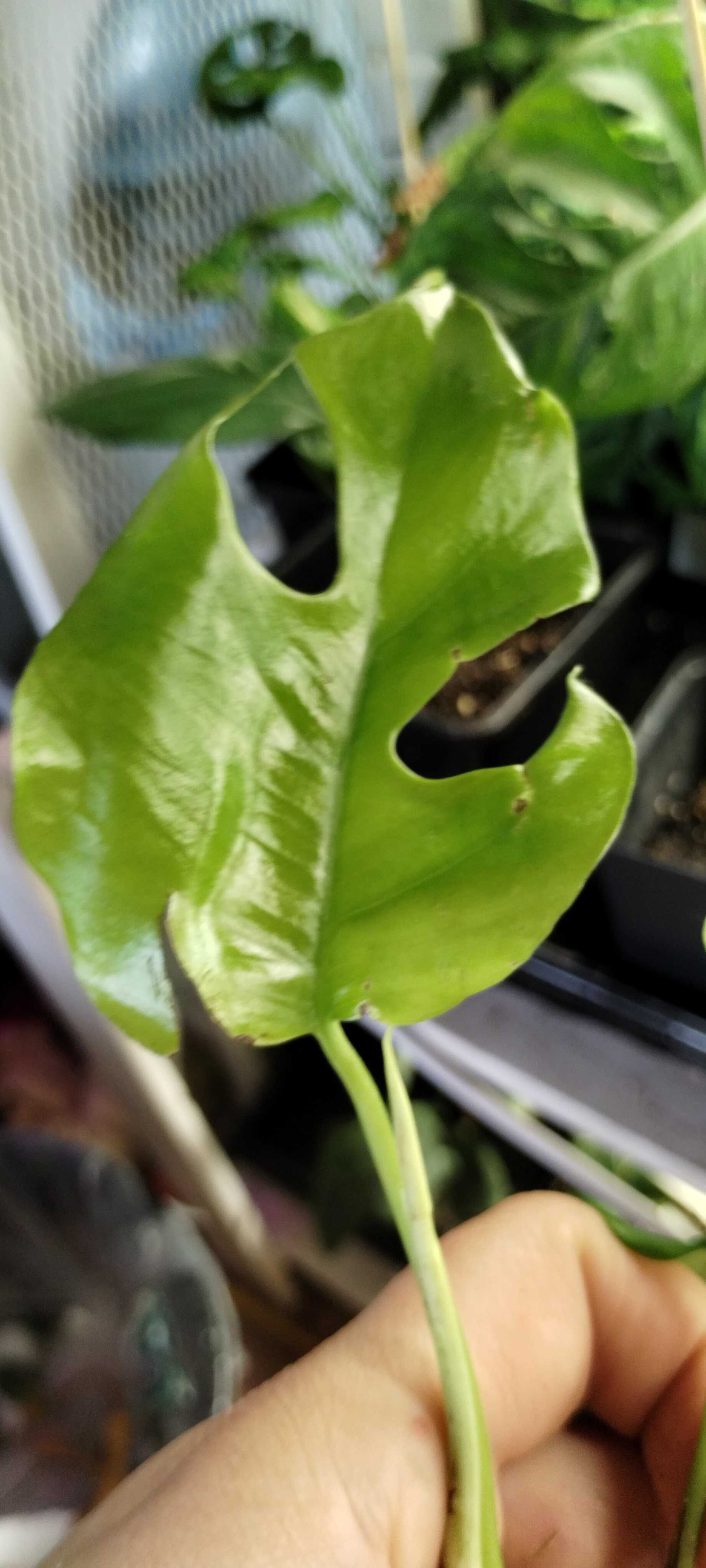monstera piccolo/minima raphidophora tetrasperma 2listny szczyt