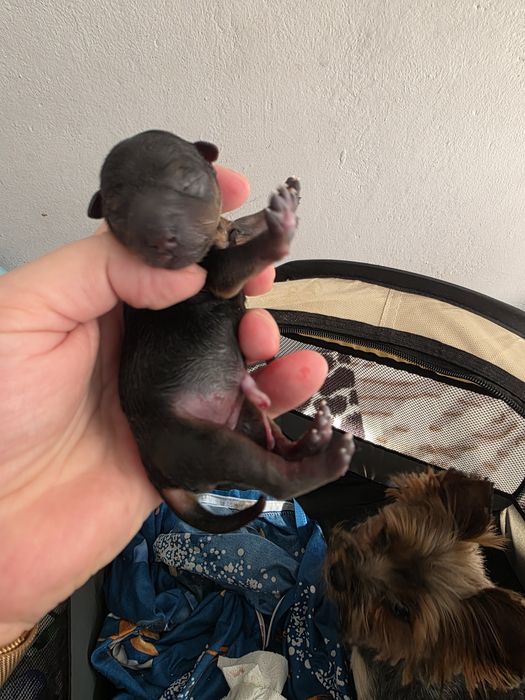 Yorkshire Terrier Yorki