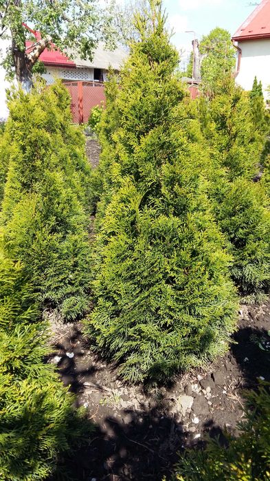 Смарагд Туя 0,5-2м,ялівець козац,коніка,самшит,хризантеми