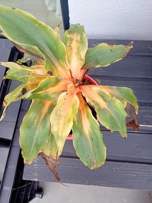 Zielistka orange pomarańczowa