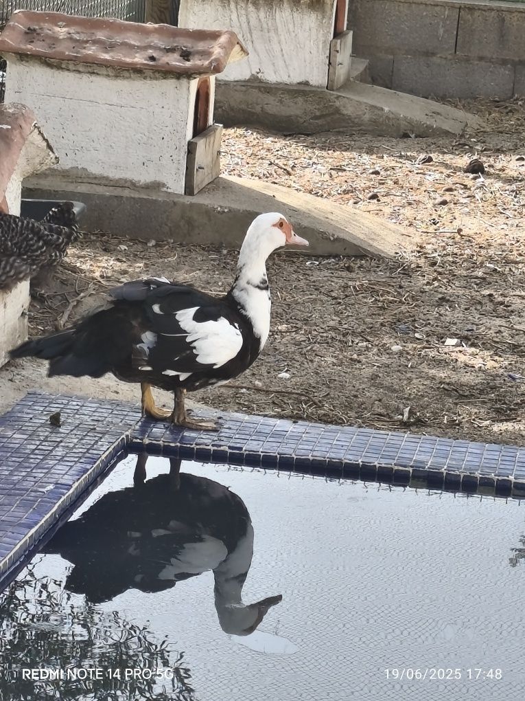 Patos adultos caseiros