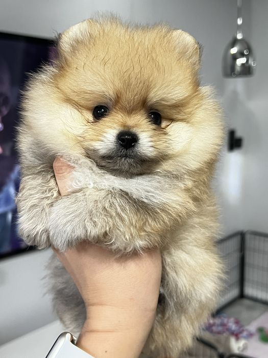 Pomeranian, szpic miniaturowy ZKWP FCI, hodowla DOG STAR