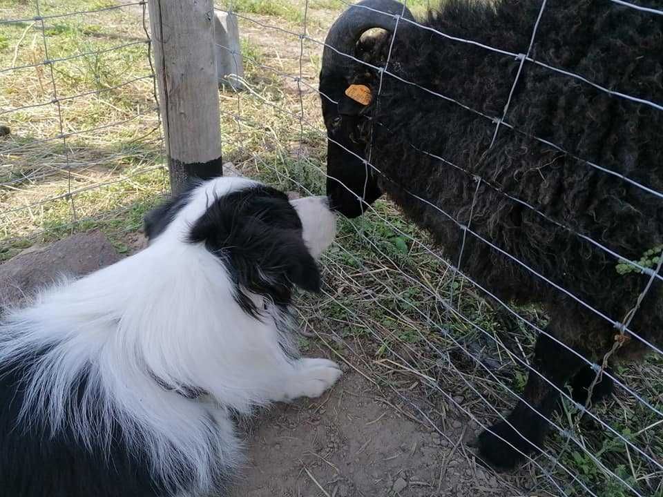 Border Collie ZKwP/FCI - zapowiedź miotu