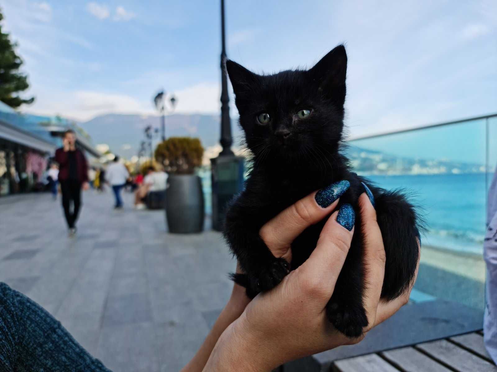 Черная молодая кошка в хорошие руки