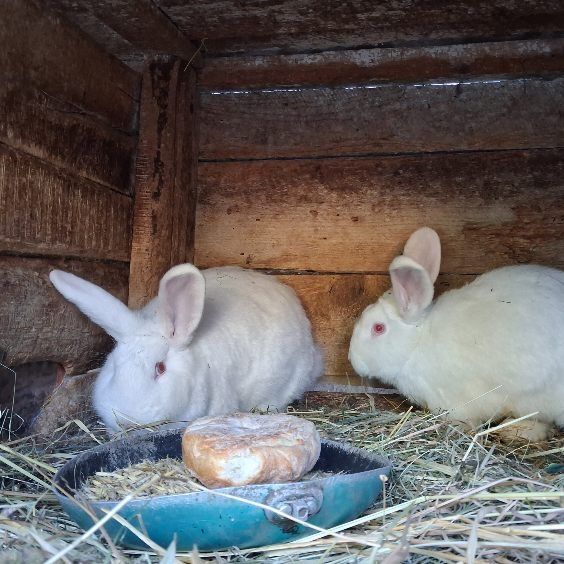 Królik nowozelandzki