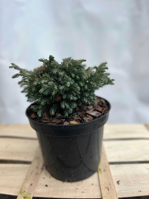 cyprysik cyprys groszkowy SUNGOLD piękne sadzonki 2-3L producent tuje