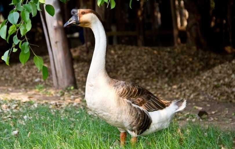 Sprzedam jajka lęgowe gęsi garbonosów szarych