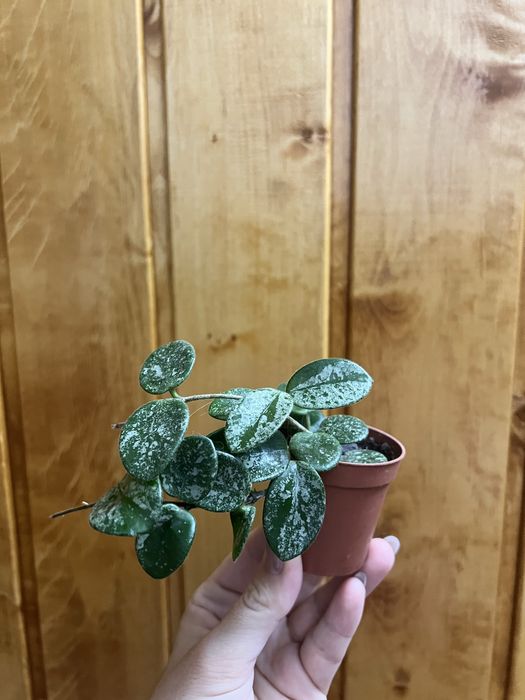 Церопегія варієгаьна, хойя матільда сплеш