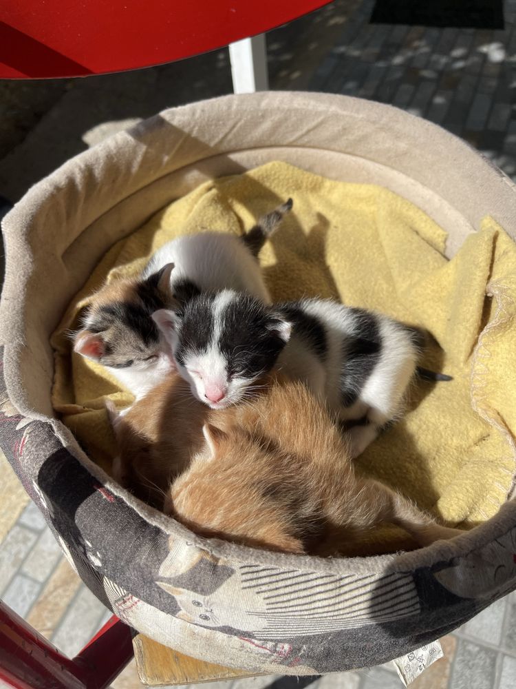 Gatos para adocao