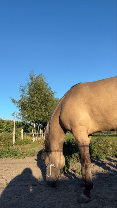 PILNIEE Sprzedam lub zamienia klacz konika polskiego
